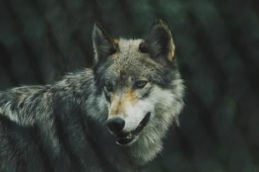 Why STEM Students Trust Wolfram Alpha Over ChatGPT for Math